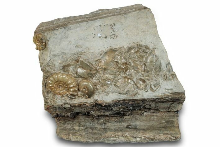 Fossil Ammonites with Petrified Drift Wood - Dorset, England #279154